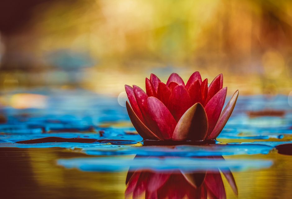 Réflexologie A vivid red water lily blooms elegantly on a serene pond, reflecting its beauty.