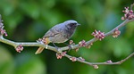 nature, oiseau, rouge-queue, branche, plume, arbre de judée