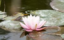 A beautiful pink lotus flower on a pond in Pornic, France, evoking tranquility and peace.